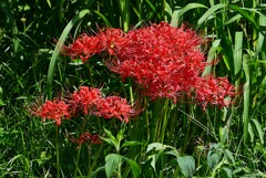 Ｋ川中流域・まだまだ咲き続けるヒガンバナ