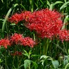 Ｋ川中流域・まだまだ咲き続けるヒガンバナ