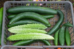 菜園・キュウリとニガウリ