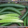 菜園・キュウリとニガウリ