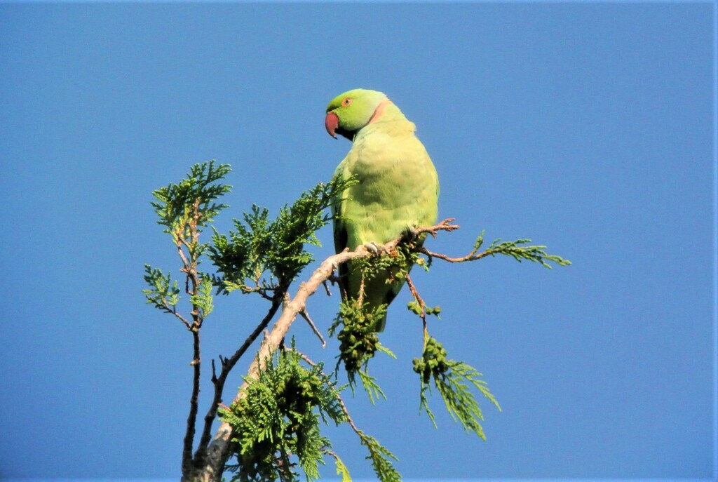 ワカケホンセイインコ