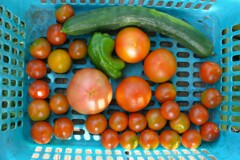 菜園・トマト3種初収穫 