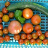 菜園・トマト3種初収穫 