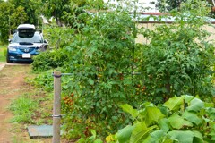 菜園・ミニトマトと愛車