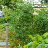 菜園・ミニトマトと愛車