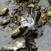 ハクセキレイ