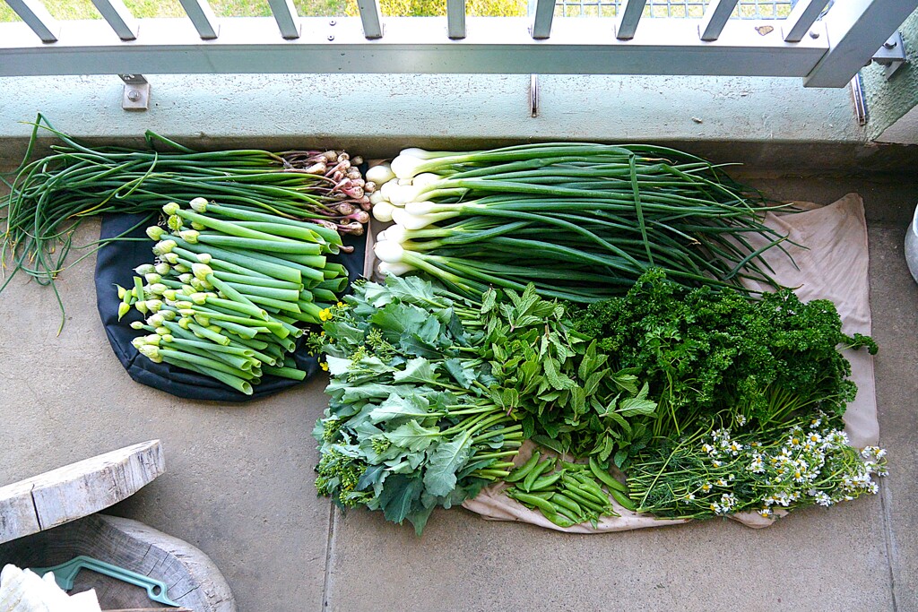 菜園・4月24日の全体収穫