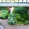 菜園・4月24日の全体収穫