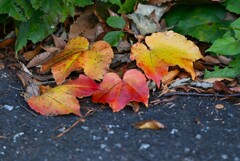 用水路・はぐれた秋