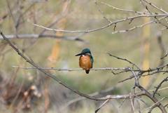 K川・上流のカワセミ♂
