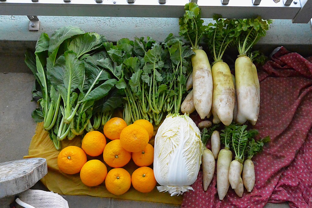 菜園・1月5日の全体収穫