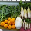 菜園・1月5日の全体収穫