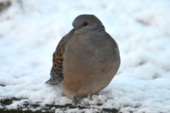 雪の積もった日・キジバト