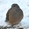 雪の積もった日・キジバト