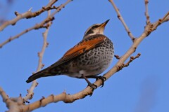 K川下流域・やっと撮れたツグミ