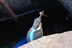 K川下流域・小エビゲット、カワセミ♀若