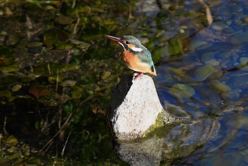 K川下流域・カワセミ♀若お気に入りの石で・・
