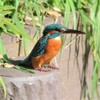カワセミ♀若バトル中 