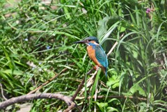 Ｋ川・上流のカワセミ♂