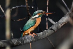 K川・上流域のカワセミ♀ 