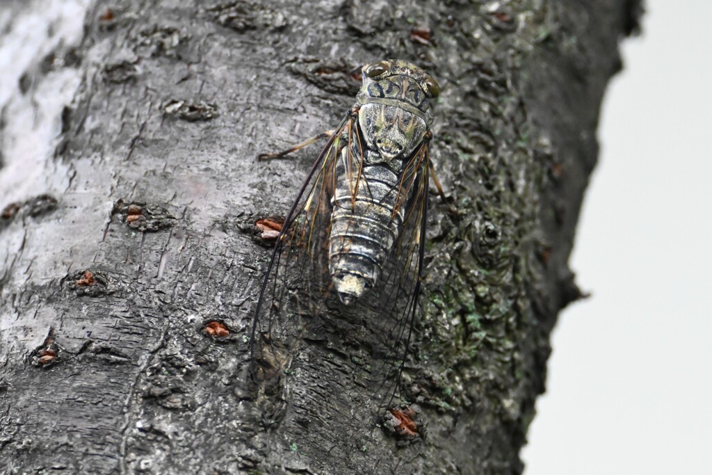 ツクツクボウシ個体B