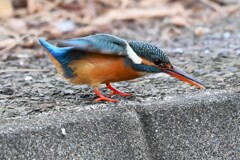 用水路・カワセミ♀若 