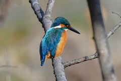 Ｋ川中流域・カワセミ♂若