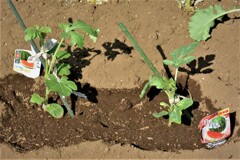 今年のスイカの行方は？