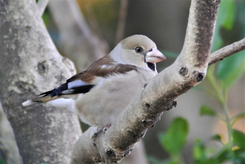 シメ♀