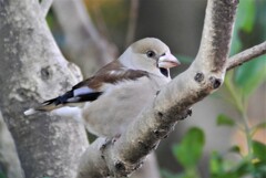シメ♀