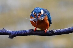 都内公園・エビを食べるカワセミ♂