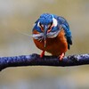 都内公園・エビを食べるカワセミ♂