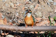 用水路・カワセミ♀