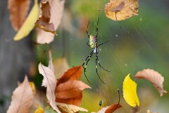 用水路・巣を彩るジョロウグモ
