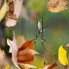 用水路・巣を彩るジョロウグモ