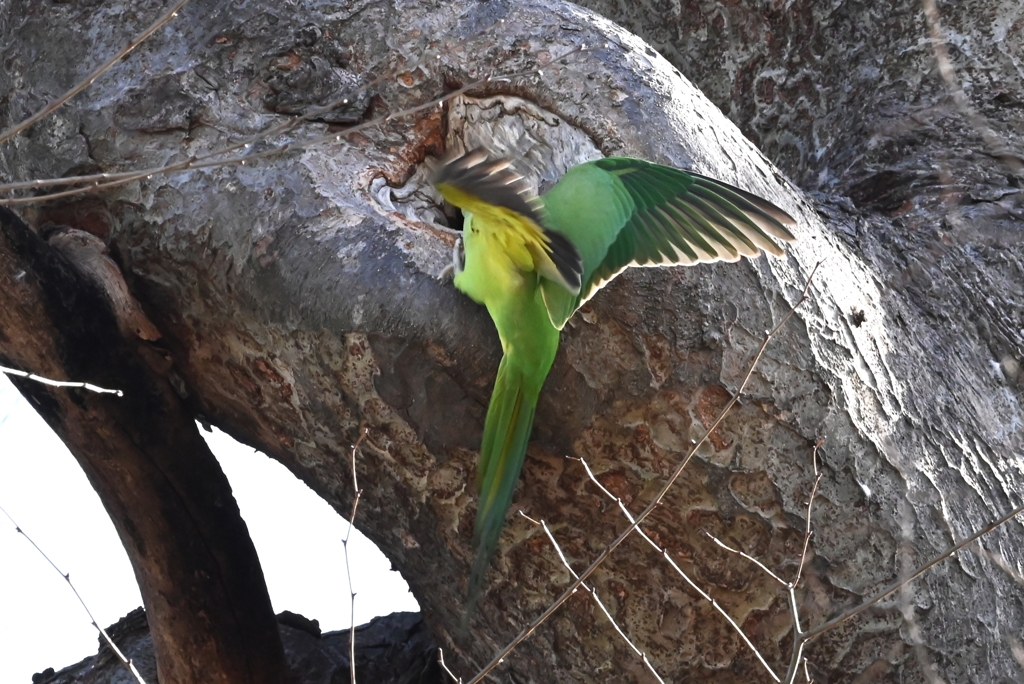 ワカケホンセイインコ巣穴の入り口で・・