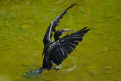 Ｋ川中流域・カワウの羽ばたき