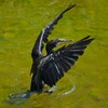 Ｋ川中流域・カワウの羽ばたき