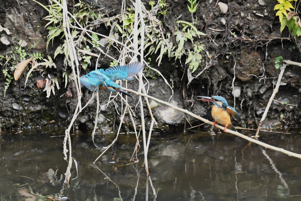 Ｋ川・中流域のカワセミ♂♀（仲良く巣穴掘り） 