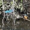 Ｋ川・中流域のカワセミ♂♀（仲良く巣穴掘り） 