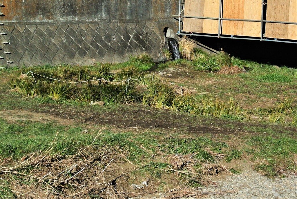 K川・護岸から水が大量に出ている