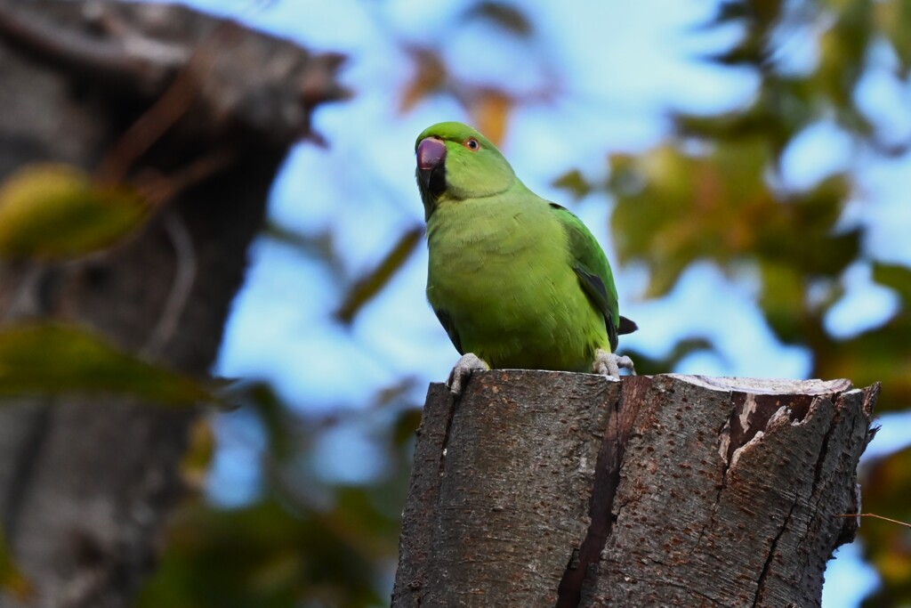 お立ち台のワカケホンセイインコ