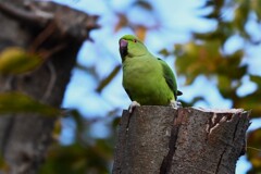 お立ち台のワカケホンセイインコ