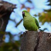 お立ち台のワカケホンセイインコ
