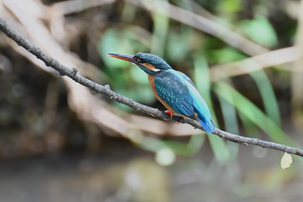 Ｋ川・中流域バトル中のカワセミ♀