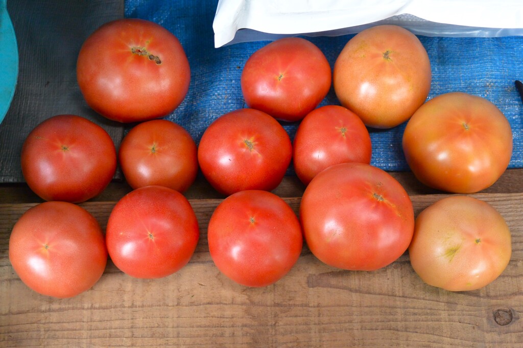 菜園・7月20日収穫 (大玉トマト)