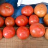 菜園・7月20日収穫 (大玉トマト)