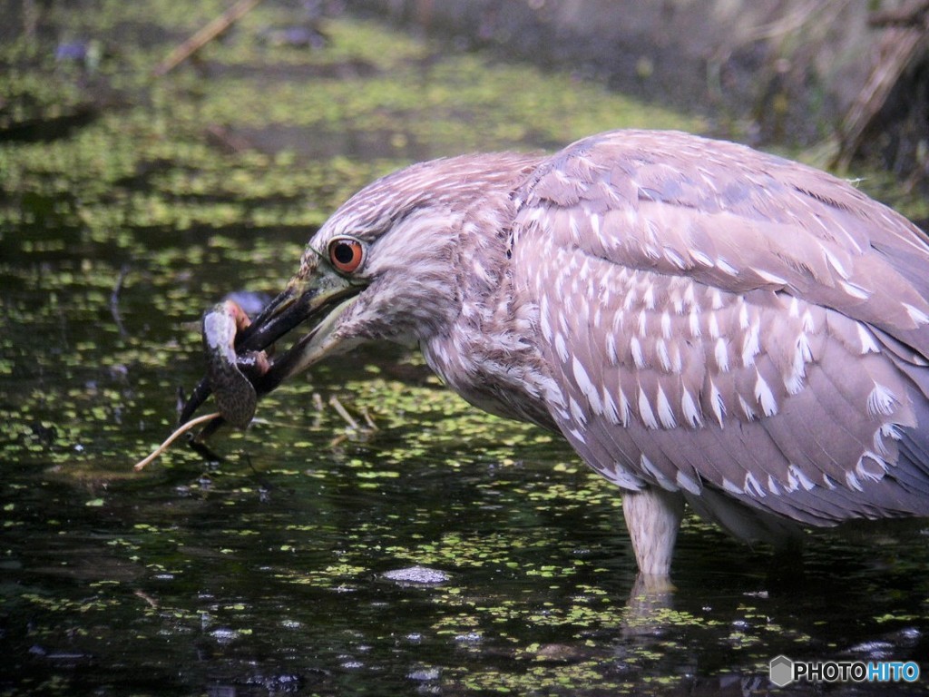 大きなドジョウと格闘