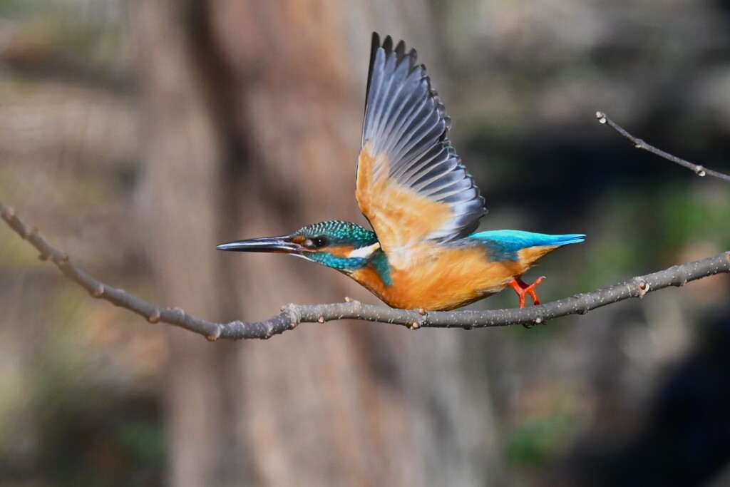 K川中流域のカワセミ♂若 (飛び出し)