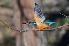 K川中流域のカワセミ♂若 (飛び出し)